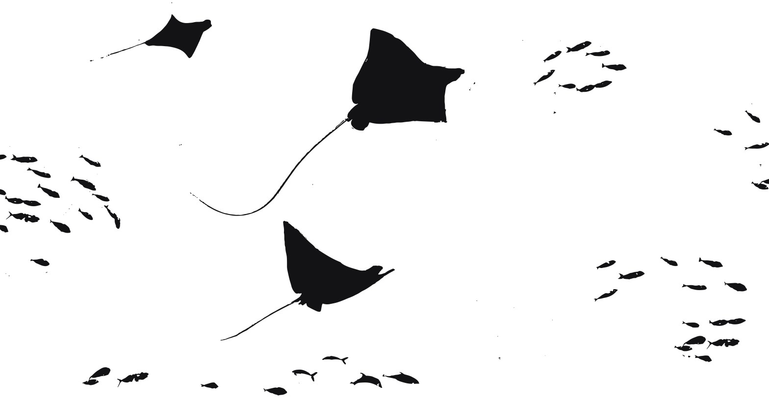 Brevissima guida ai SOCIAL CONTENT